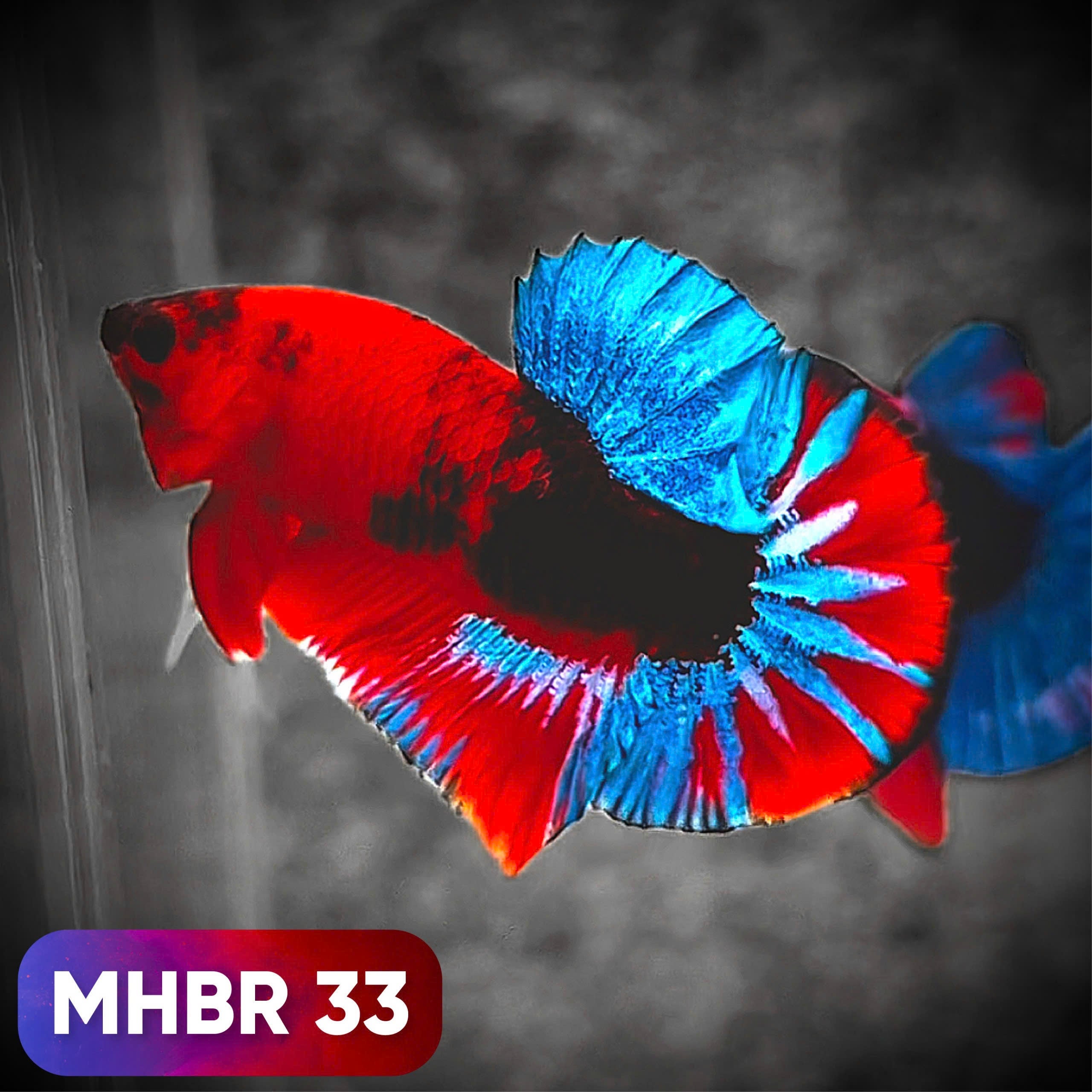 Hellboy Plakat Male Betta Fish | Order Directly From Farm | You Pick Fish