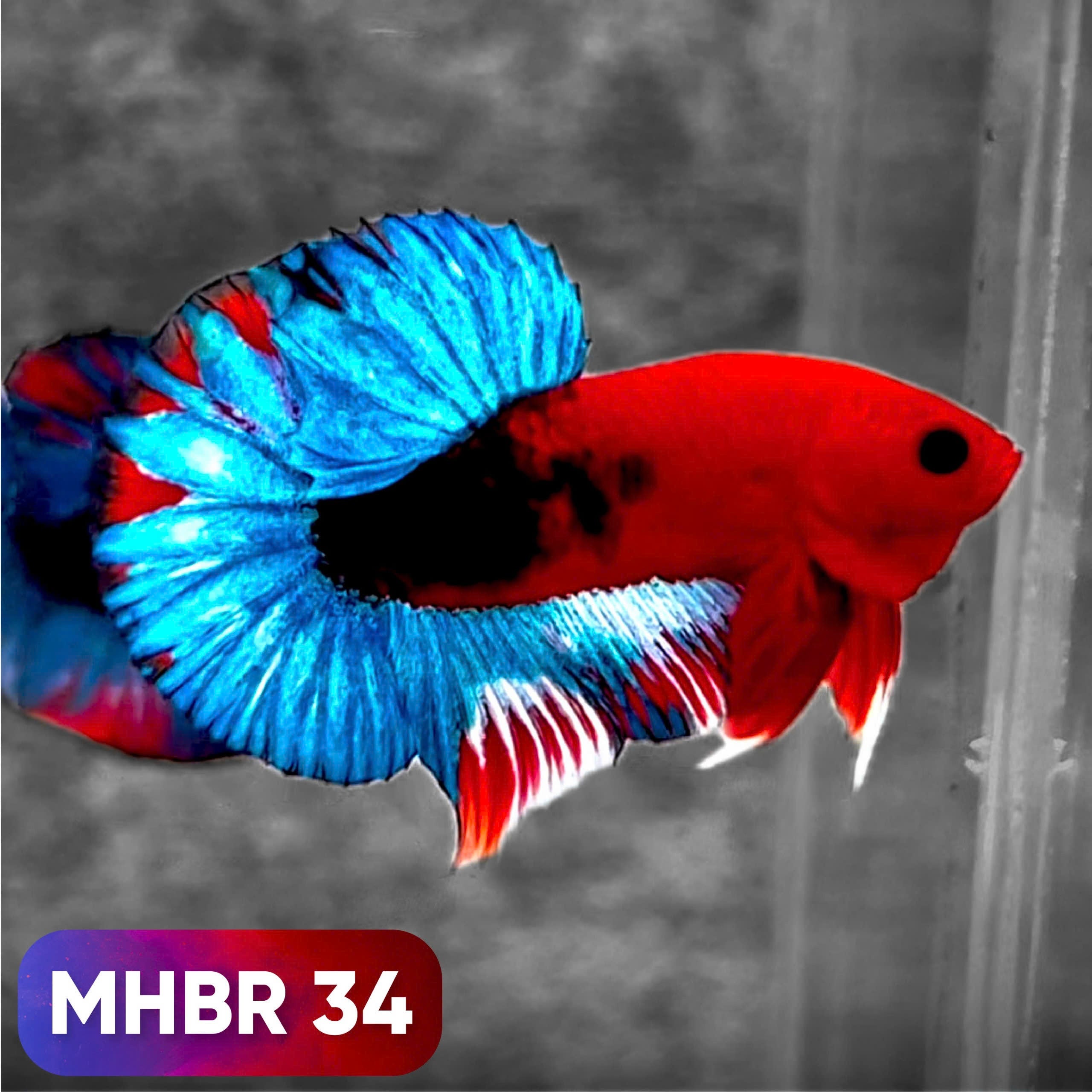Hellboy Plakat Male Betta Fish | Order Directly From Farm | You Pick Fish
