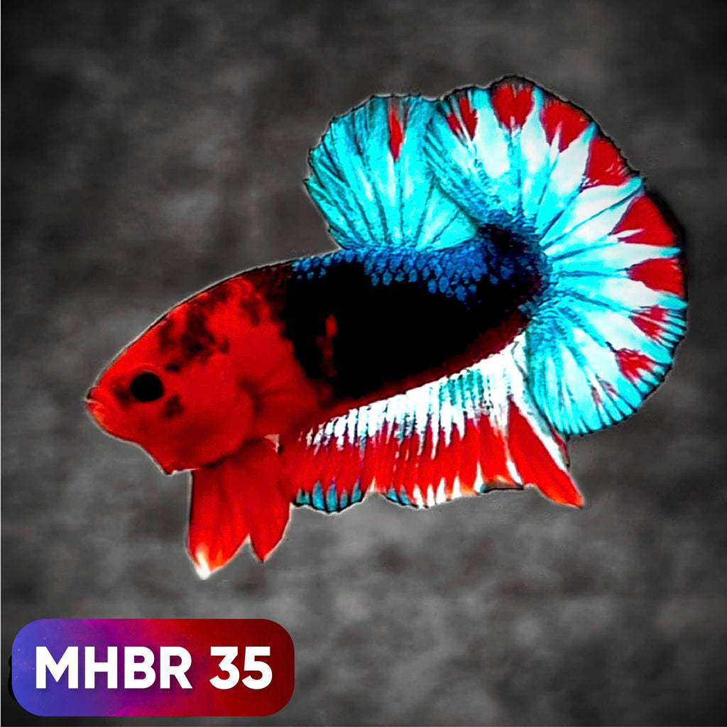 Hellboy Plakat Male Betta Fish | Order Directly From Farm | You Pick Fish