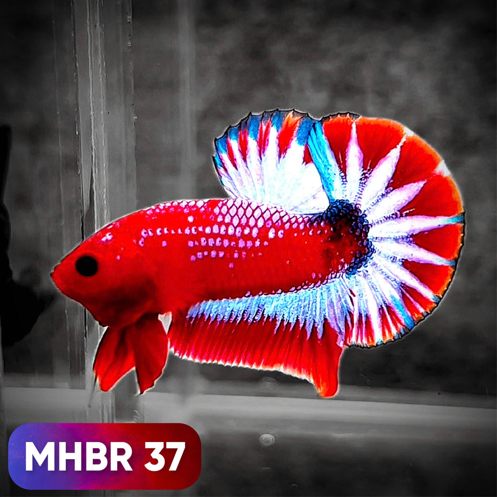 Hellboy Plakat Male Betta Fish | Order Directly From Farm | You Pick Fish
