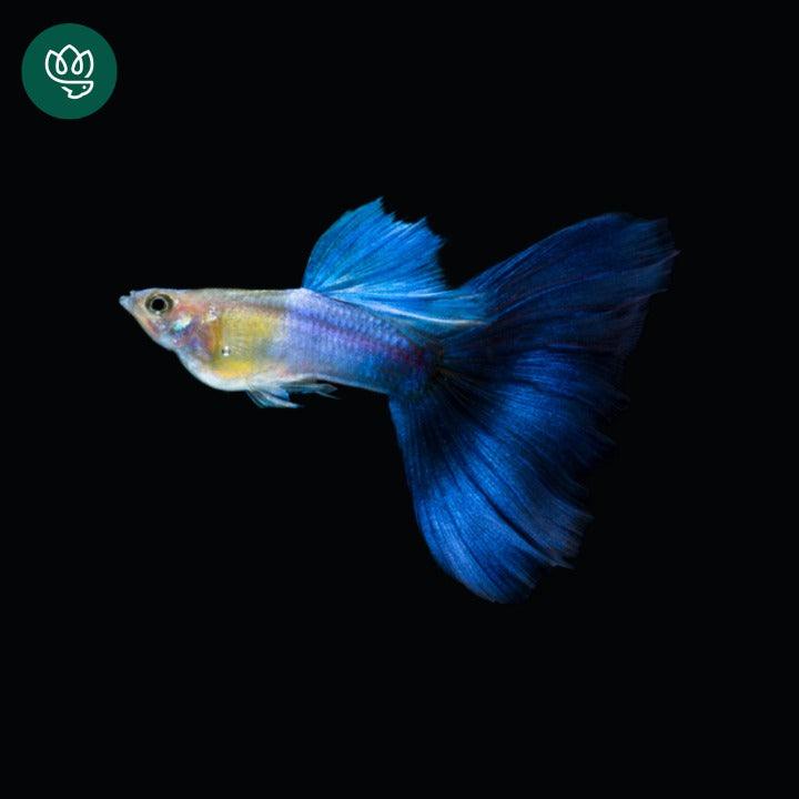 Blue Japan Guppy Fish