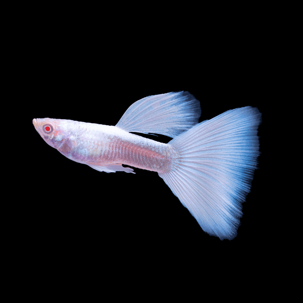 Full White Platinum Guppy Fish