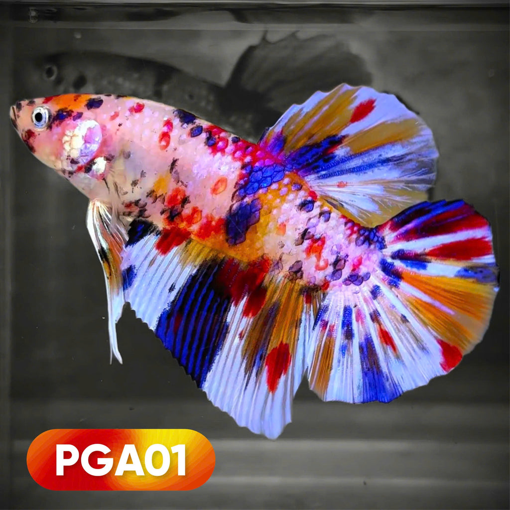 King Giant Plakat Male Betta Fish | You Pick Fish | High Grade