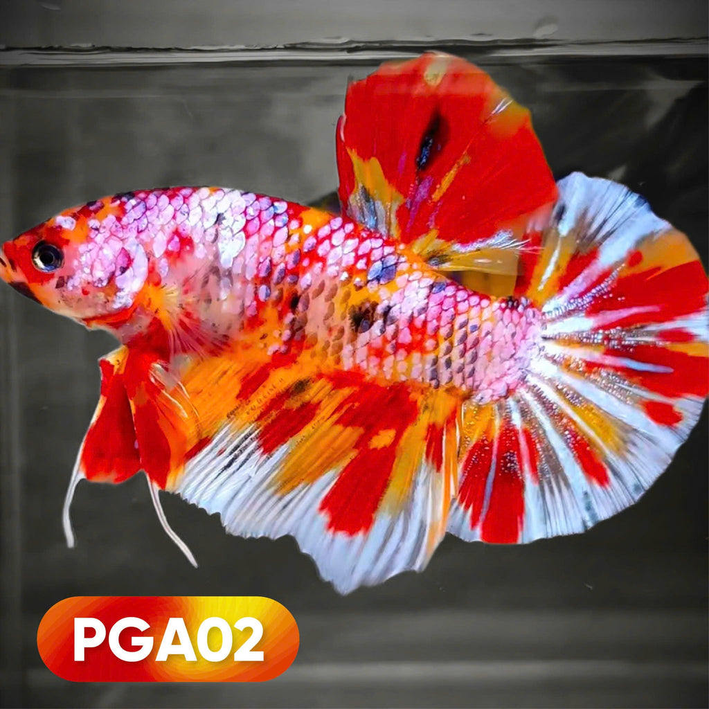 King Giant Plakat Male Betta Fish | You Pick Fish | High Grade