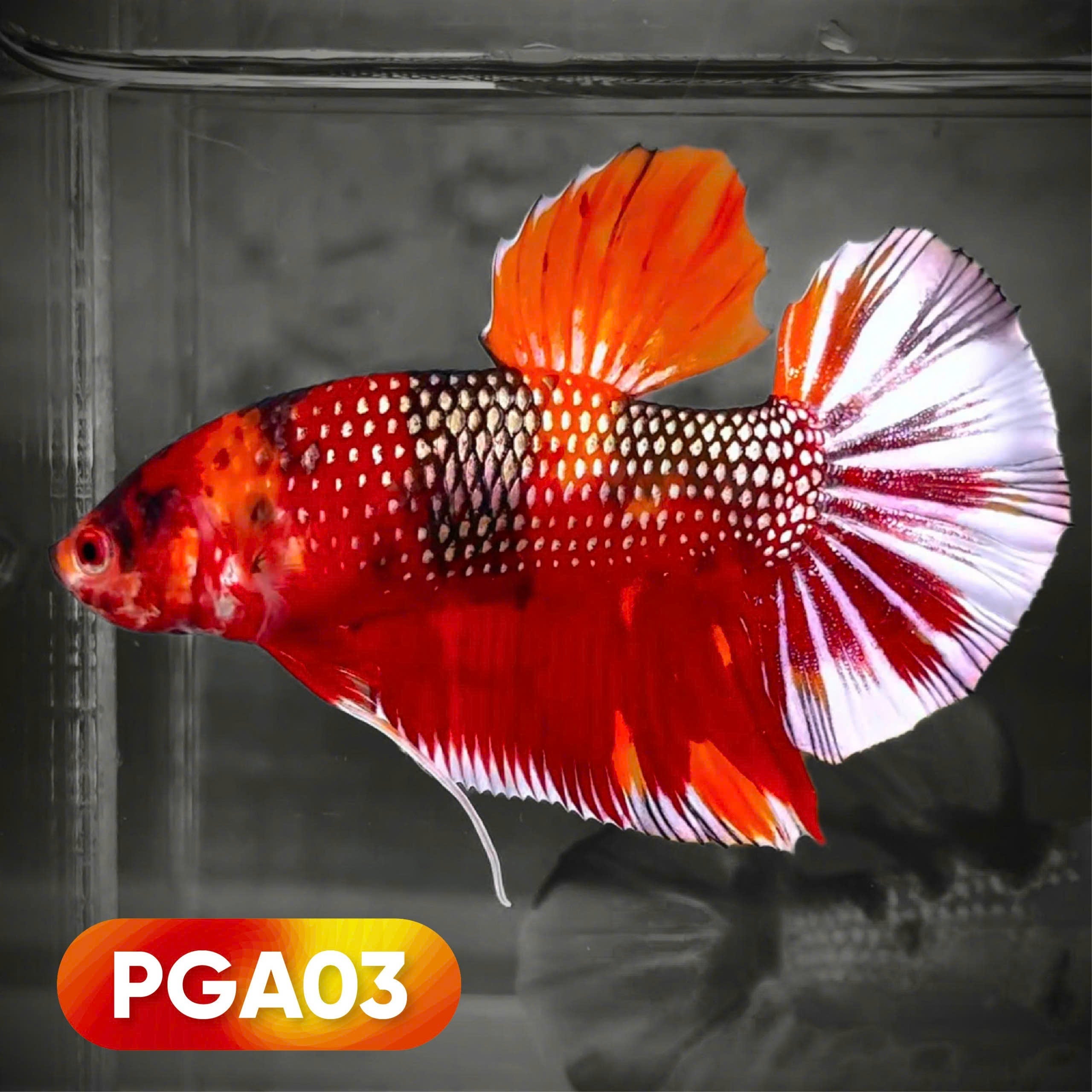 King Giant Plakat Male Betta Fish | You Pick Fish | High Grade