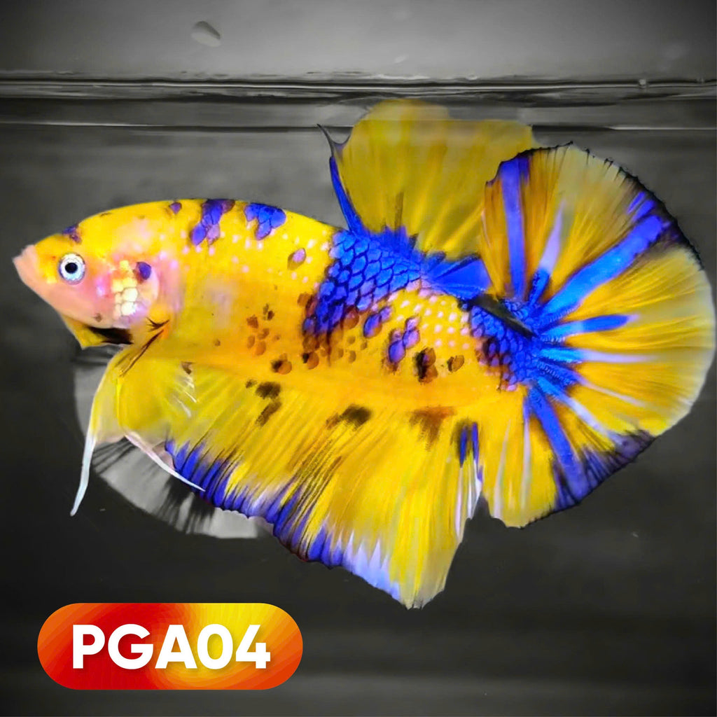 King Giant Plakat Male Betta Fish | You Pick Fish | High Grade