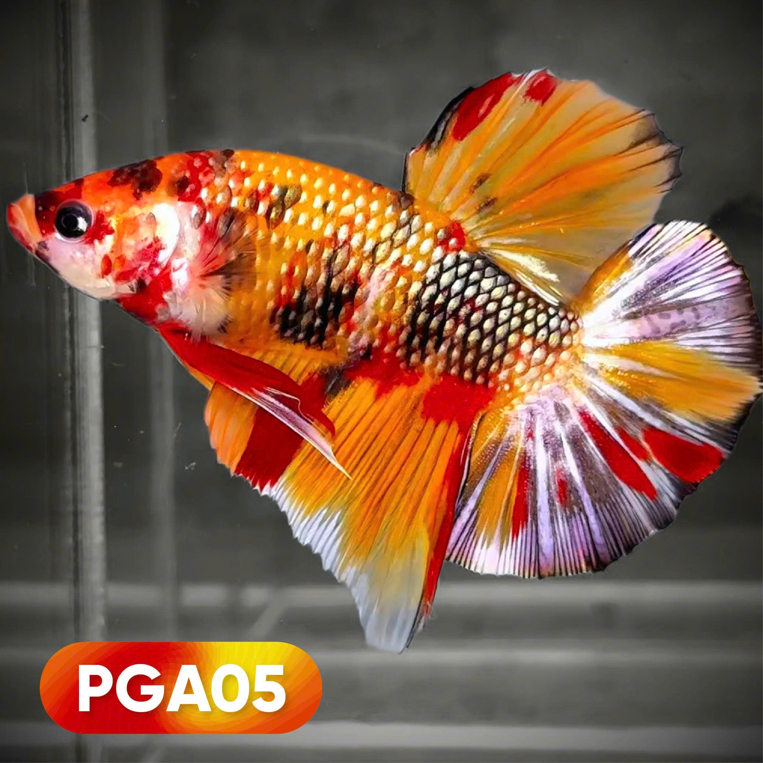 King Giant Plakat Male Betta Fish | You Pick Fish | High Grade