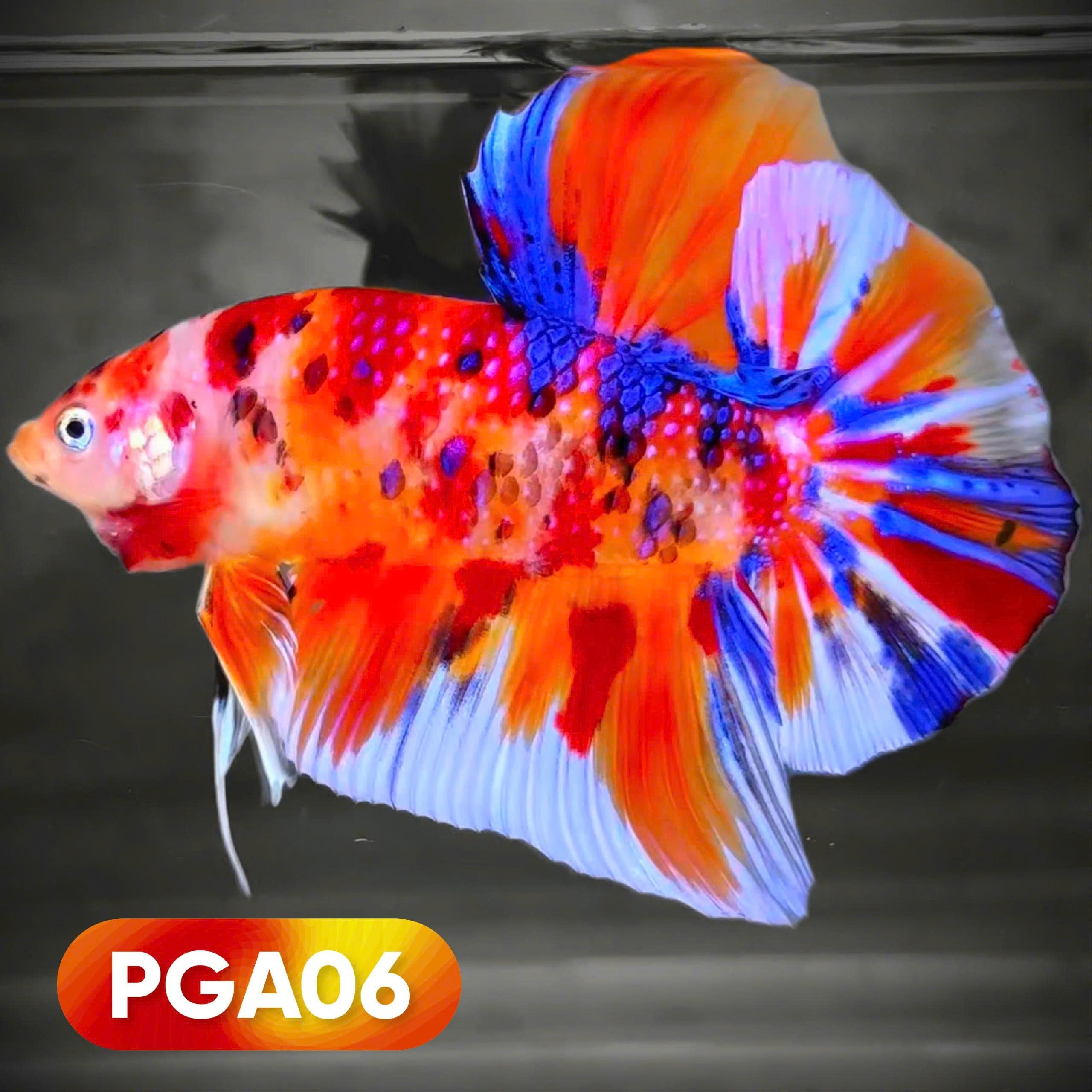 King Giant Plakat Male Betta Fish | You Pick Fish | High Grade