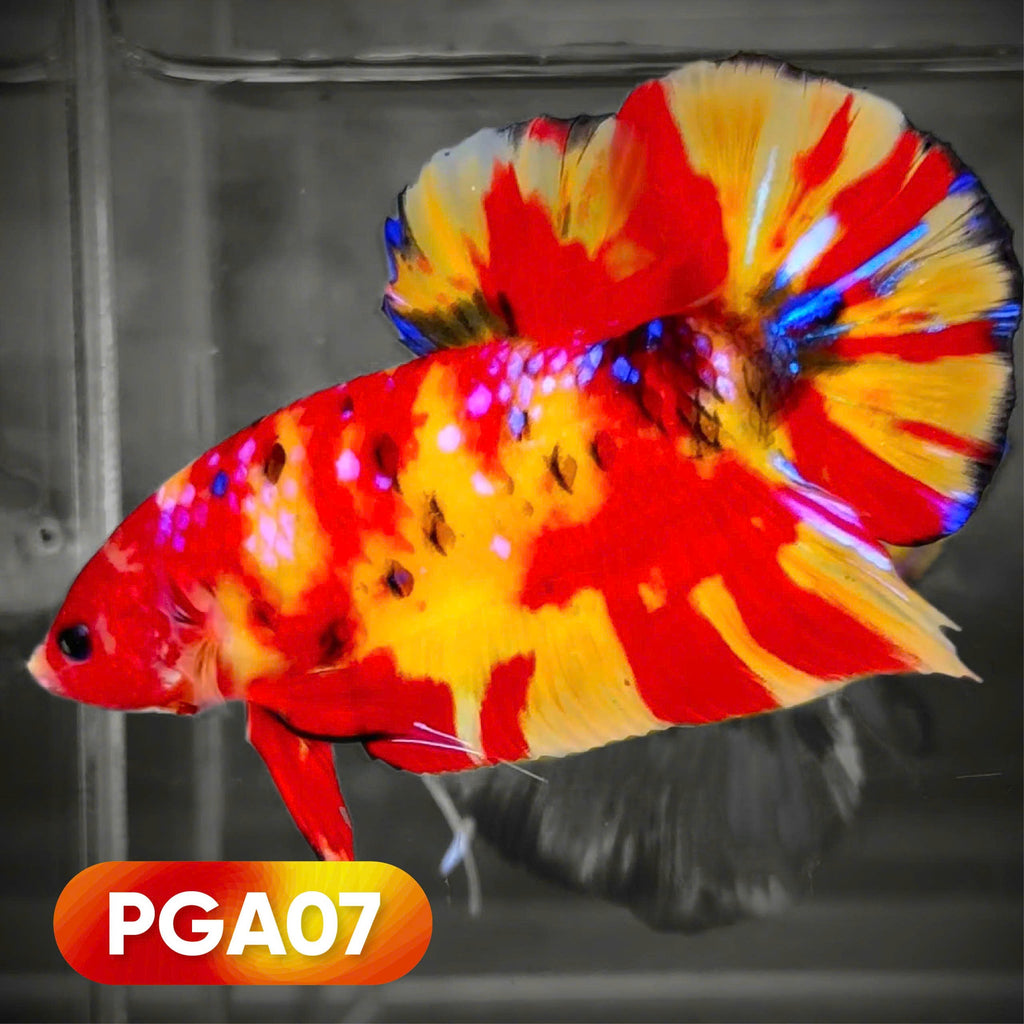 King Giant Plakat Male Betta Fish | You Pick Fish | High Grade