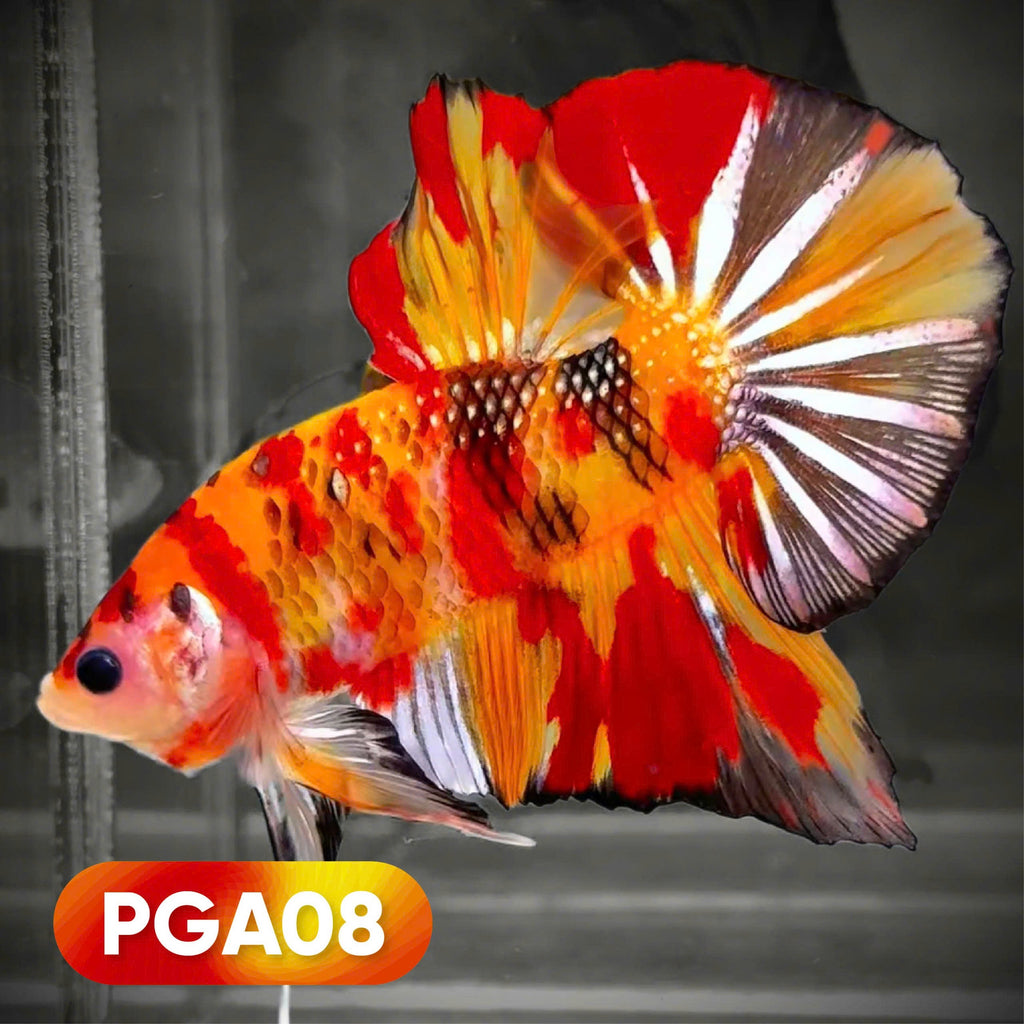 King Giant Plakat Male Betta Fish | You Pick Fish | High Grade