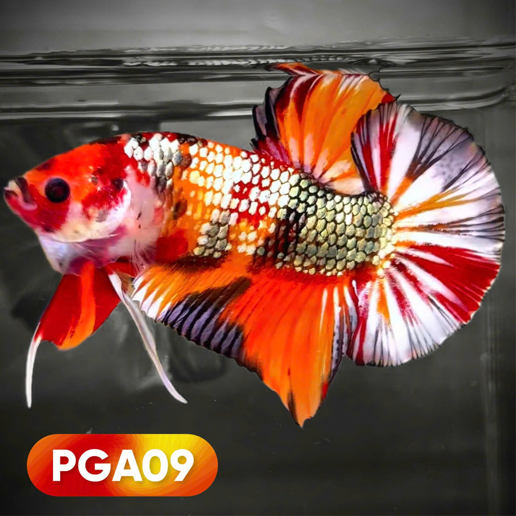 King Giant Plakat Male Betta Fish | You Pick Fish | High Grade