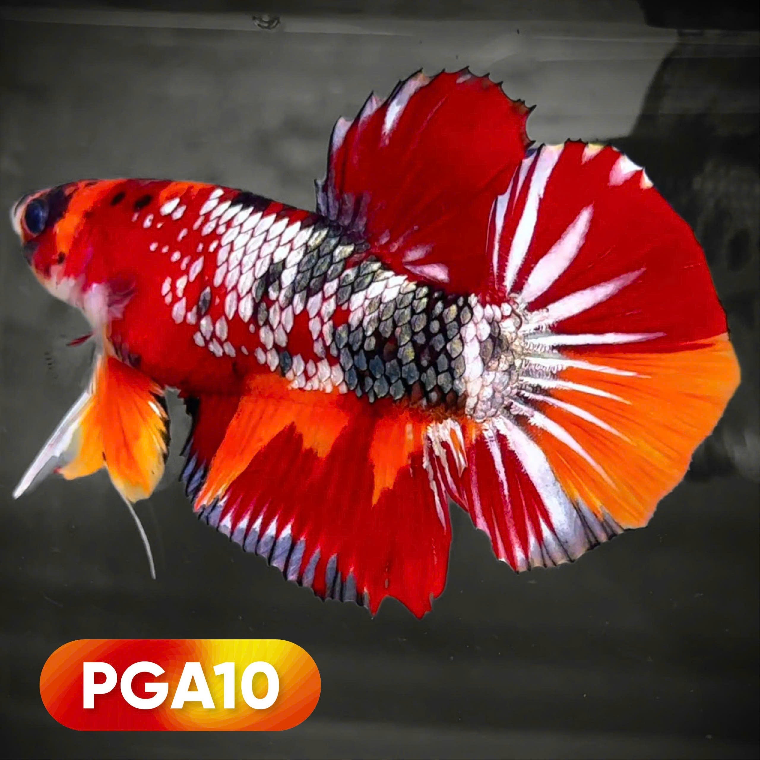 King Giant Plakat Male Betta Fish | You Pick Fish | High Grade