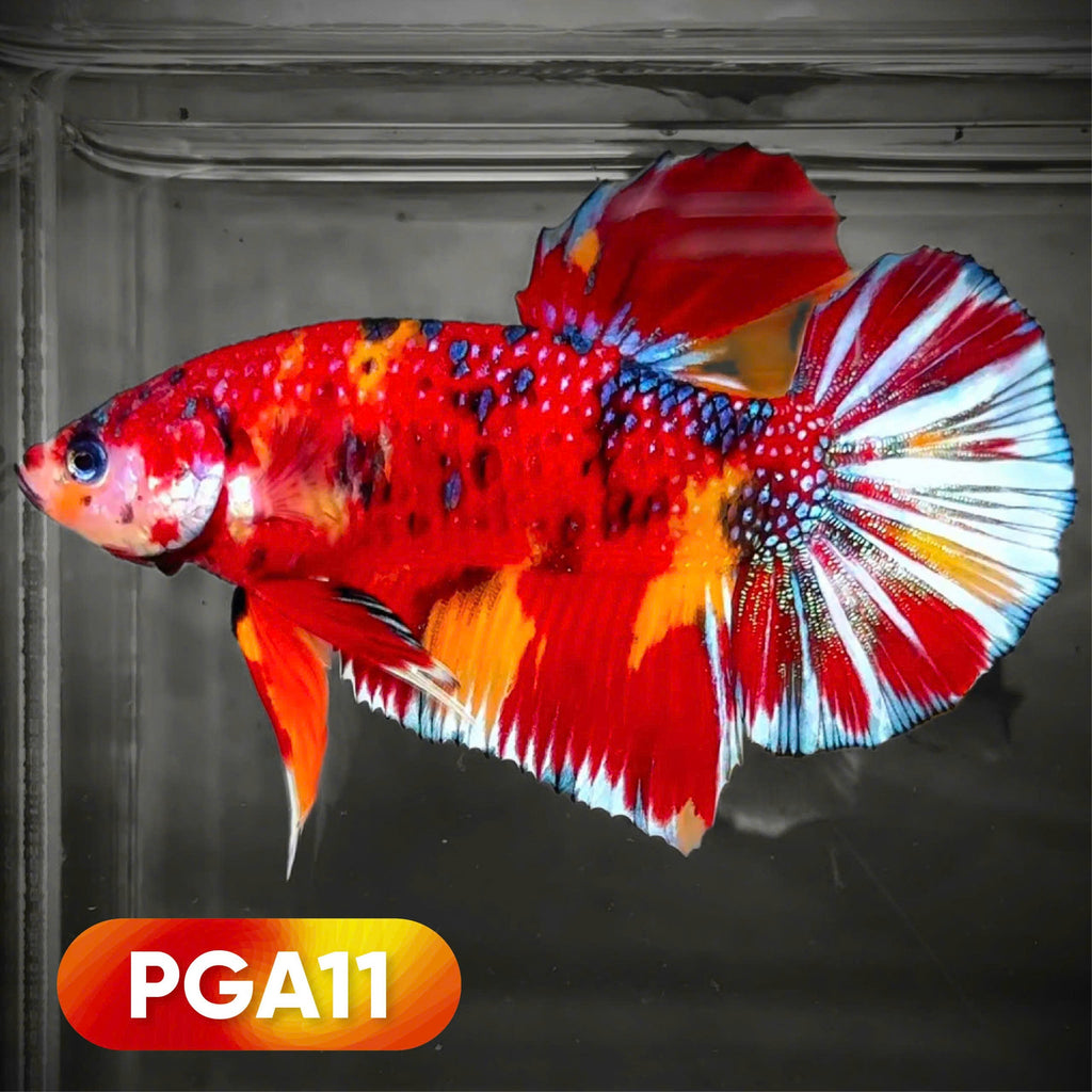 King Giant Plakat Male Betta Fish | You Pick Fish | High Grade