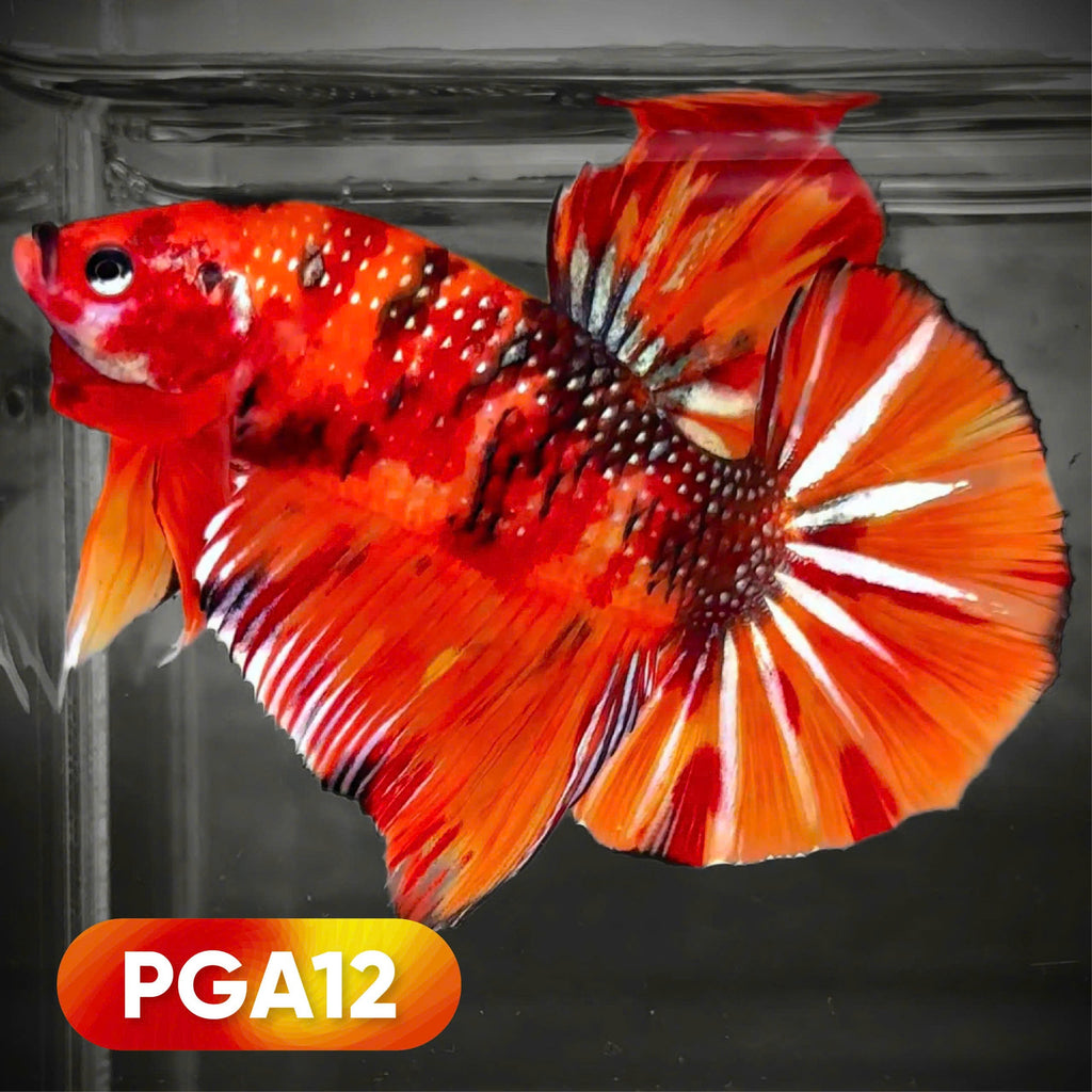 King Giant Plakat Male Betta Fish | You Pick Fish | High Grade