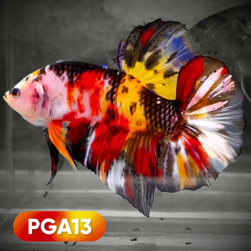 King Giant Plakat Male Betta Fish | You Pick Fish | High Grade