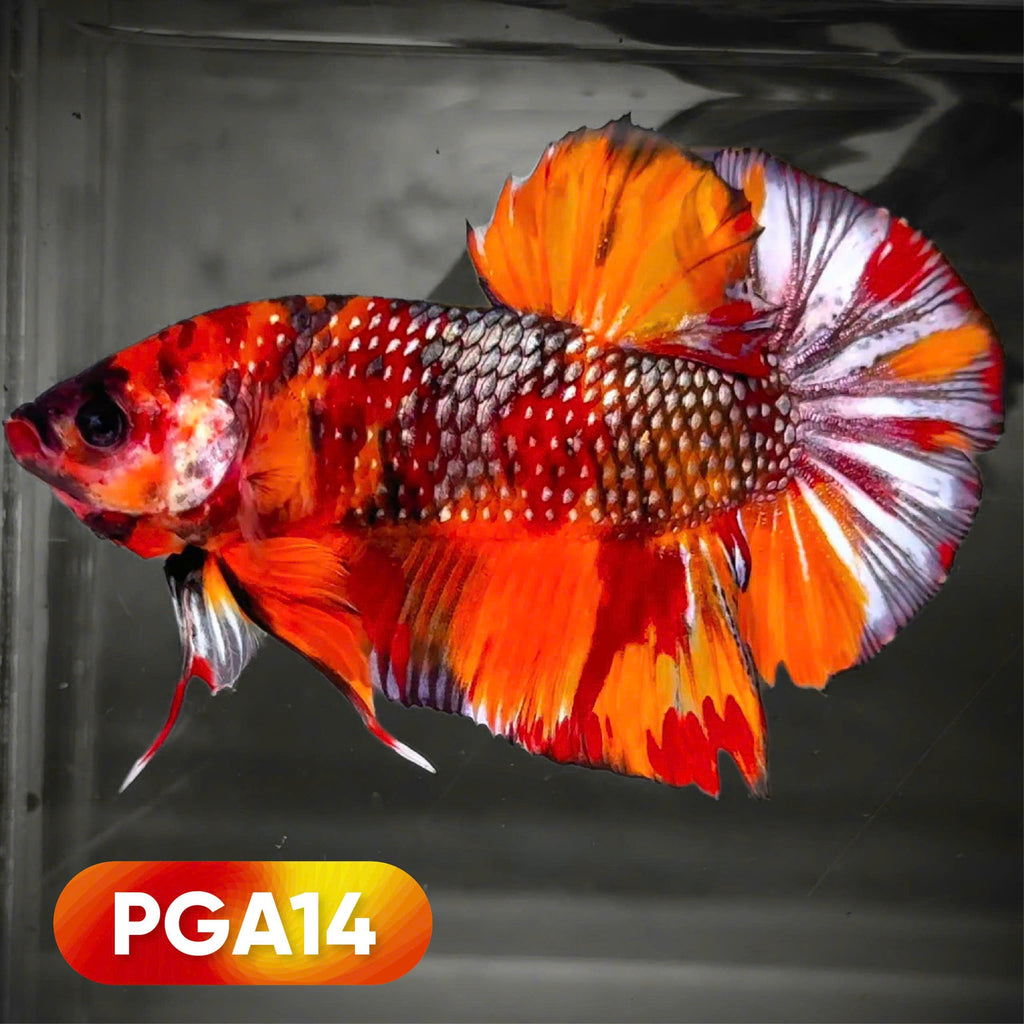King Giant Plakat Male Betta Fish | You Pick Fish | High Grade