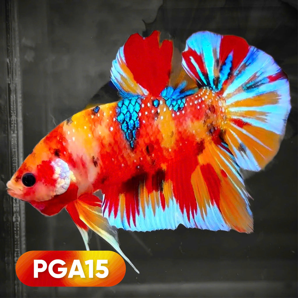 King Giant Plakat Male Betta Fish | You Pick Fish | High Grade