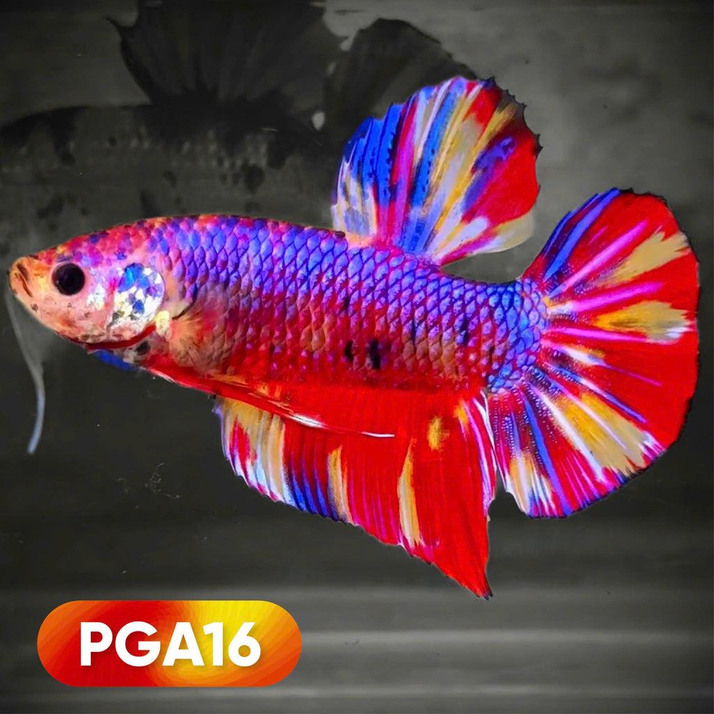 King Giant Plakat Male Betta Fish | You Pick Fish | High Grade
