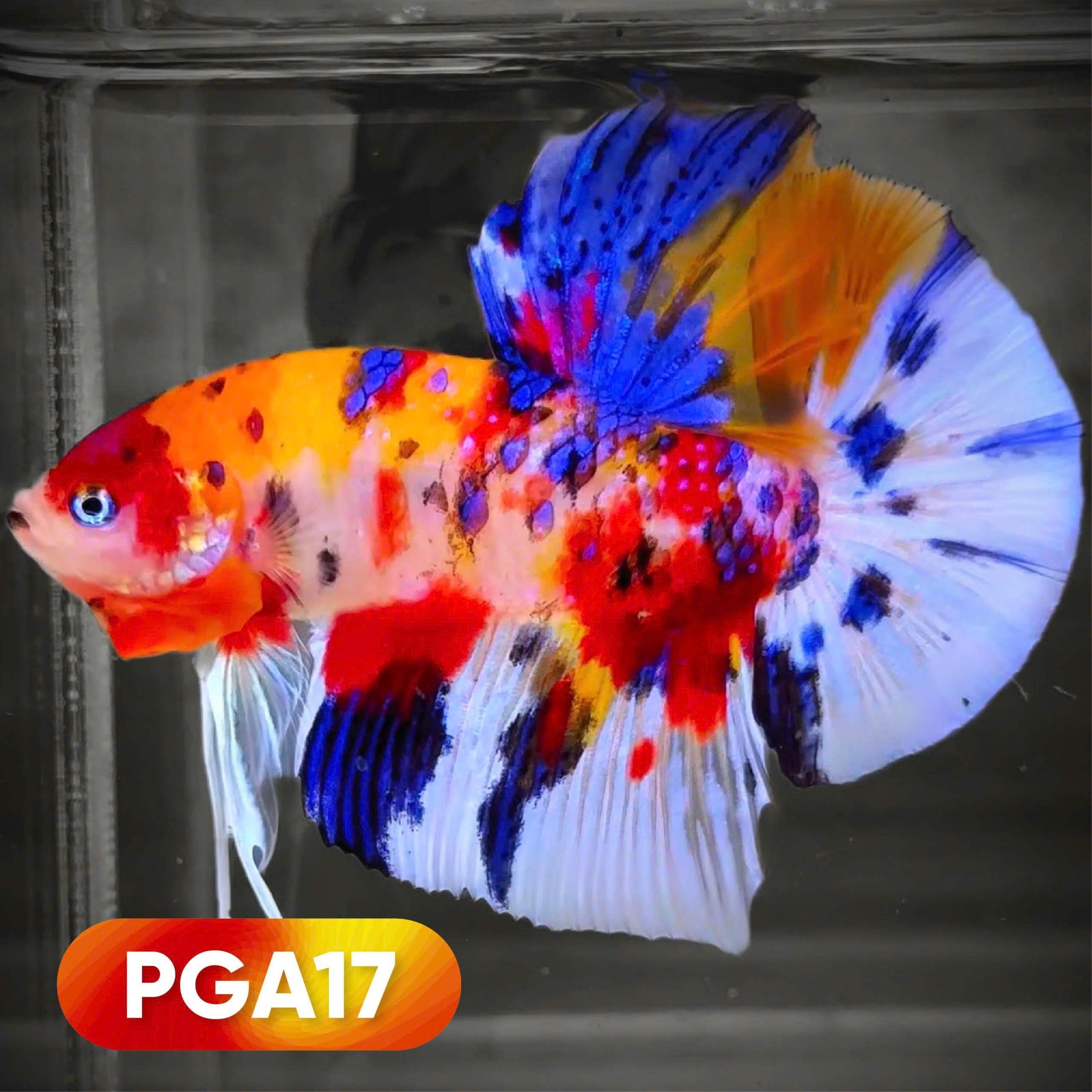King Giant Plakat Male Betta Fish | You Pick Fish | High Grade