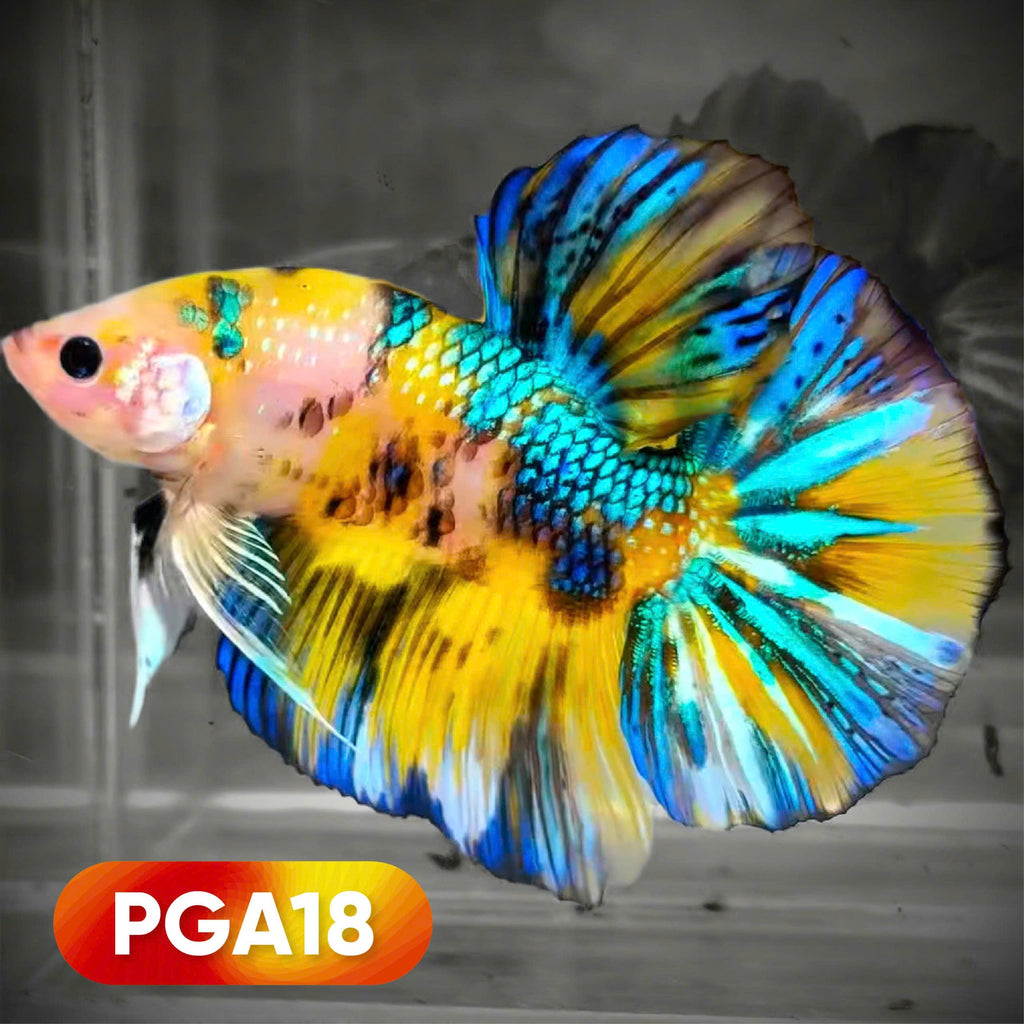 King Giant Plakat Male Betta Fish | You Pick Fish | High Grade