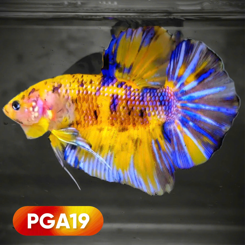 King Giant Plakat Male Betta Fish | You Pick Fish | High Grade