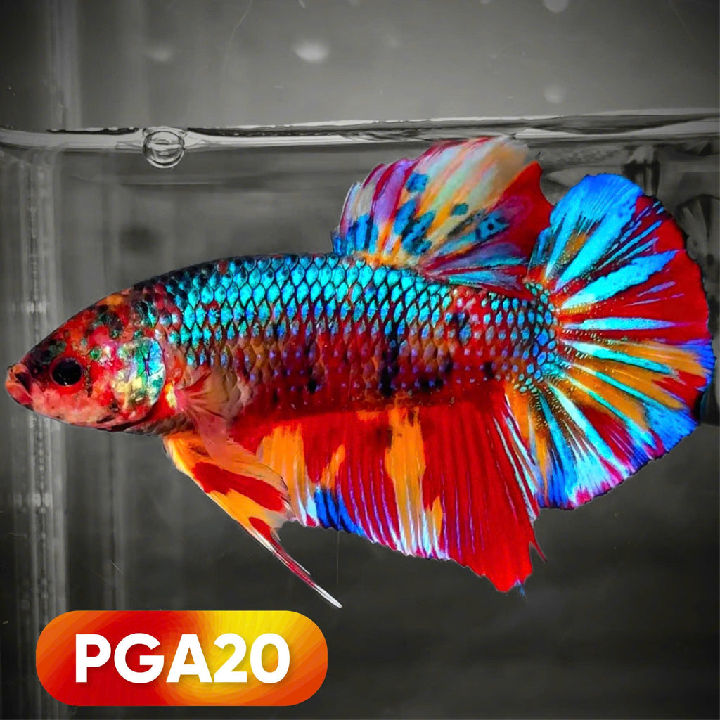 King Giant Plakat Male Betta Fish | You Pick Fish | High Grade