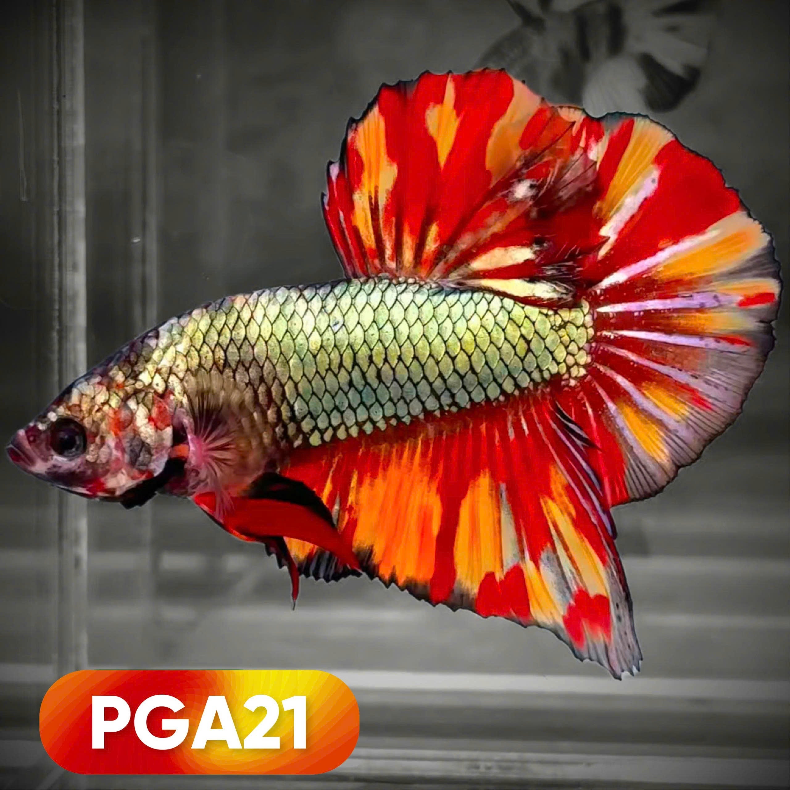 King Giant Plakat Male Betta Fish | You Pick Fish | High Grade