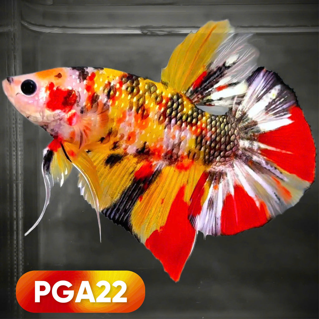King Giant Plakat Male Betta Fish | You Pick Fish | High Grade