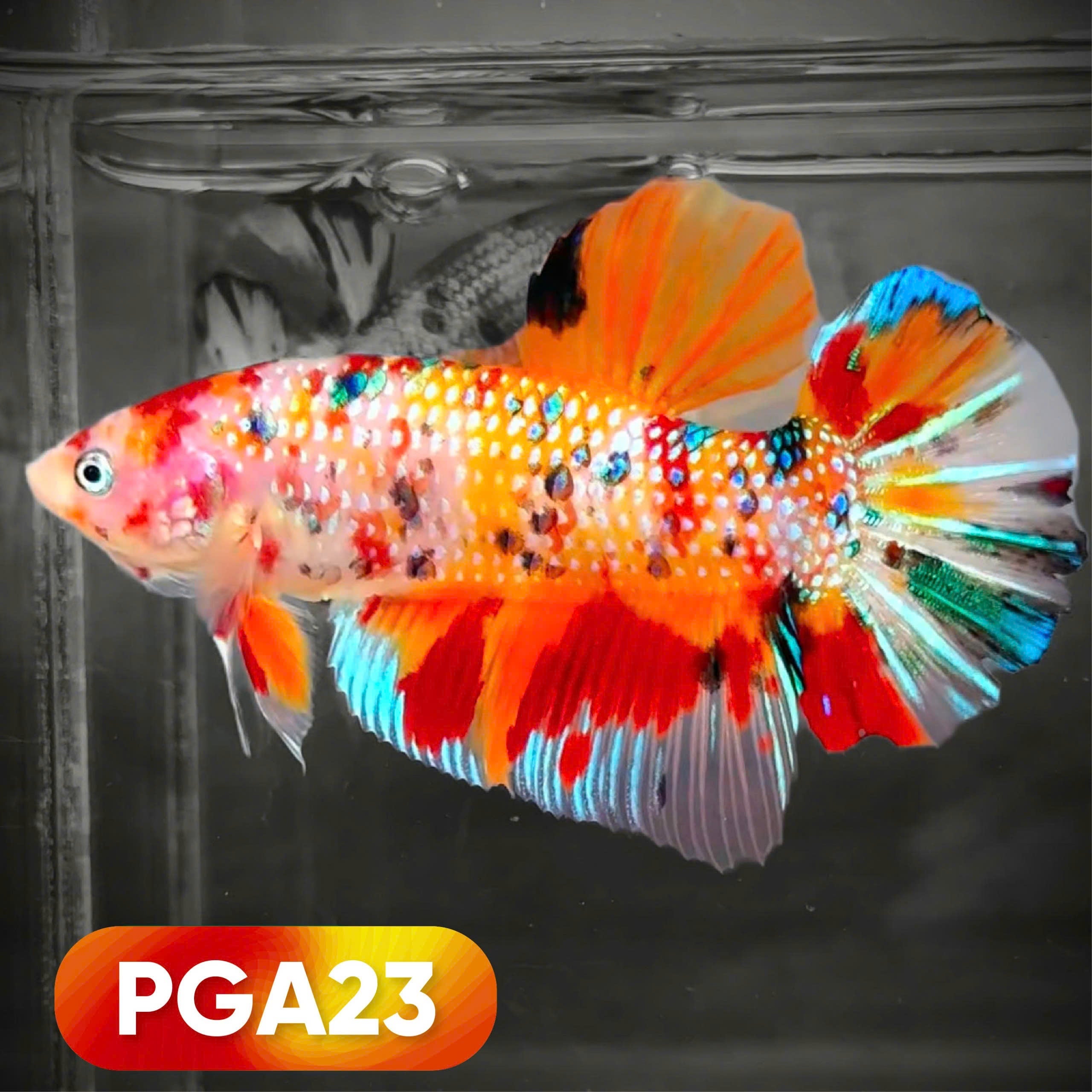 King Giant Plakat Male Betta Fish | You Pick Fish | High Grade
