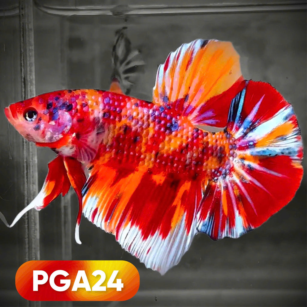 King Giant Plakat Male Betta Fish | You Pick Fish | High Grade