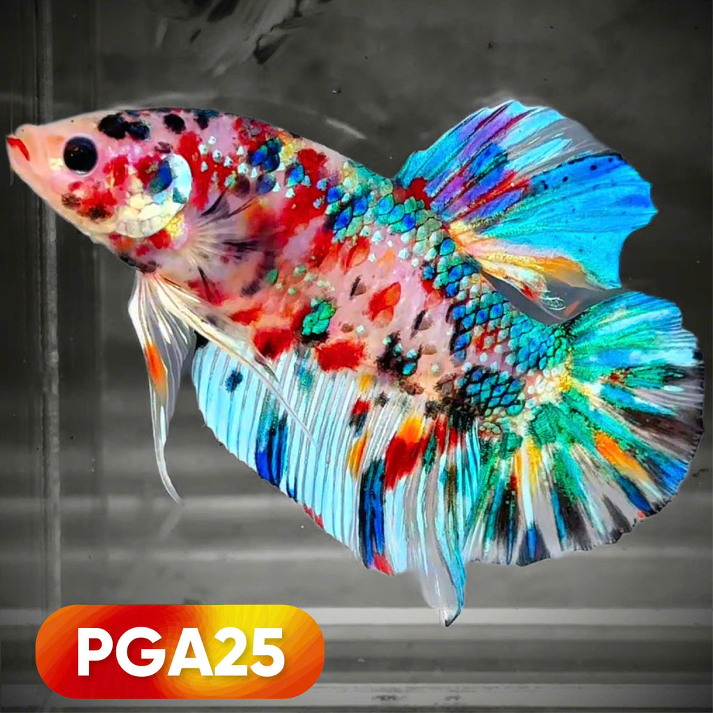 King Giant Plakat Male Betta Fish | You Pick Fish | High Grade