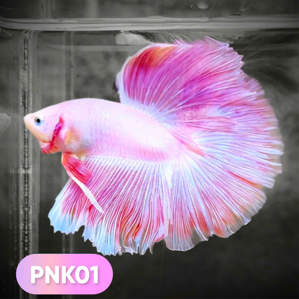 Pink Halfmoon Male Betta Fish | You Pick Fish | Order Directly From Farm