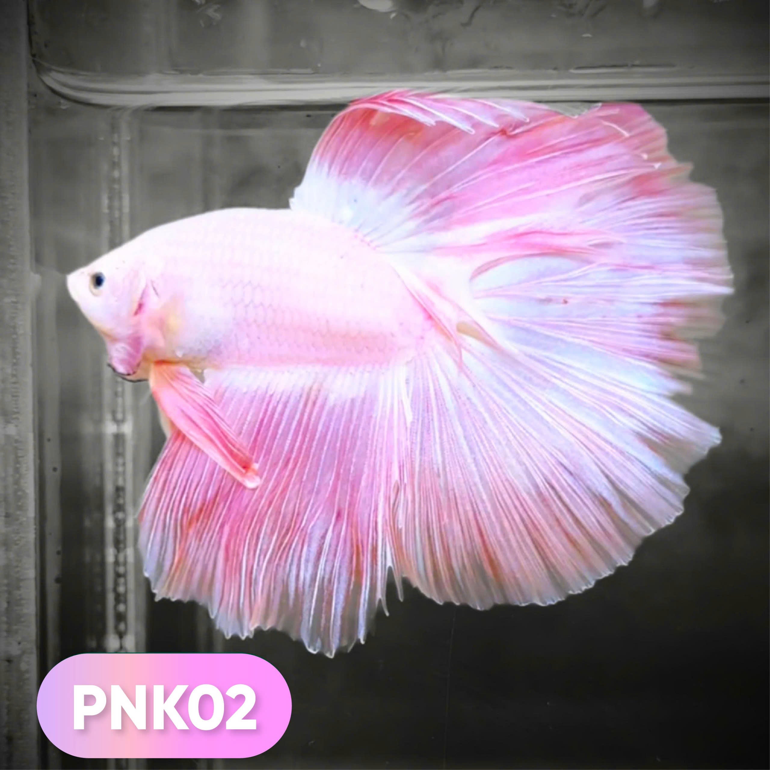 Pink Halfmoon Male Betta Fish | You Pick Fish | Order Directly From Farm