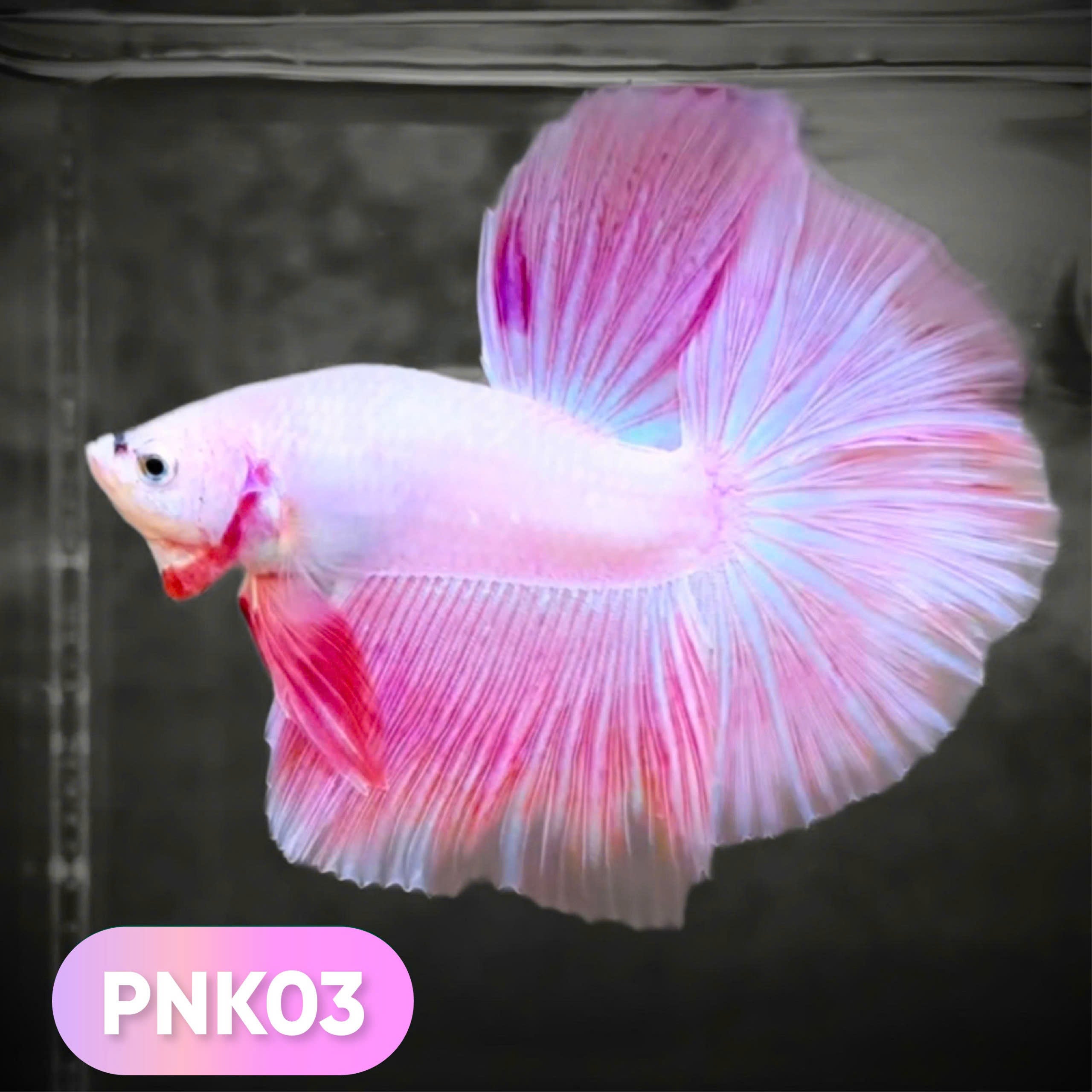 Pink Halfmoon Male Betta Fish | You Pick Fish | Order Directly From Farm