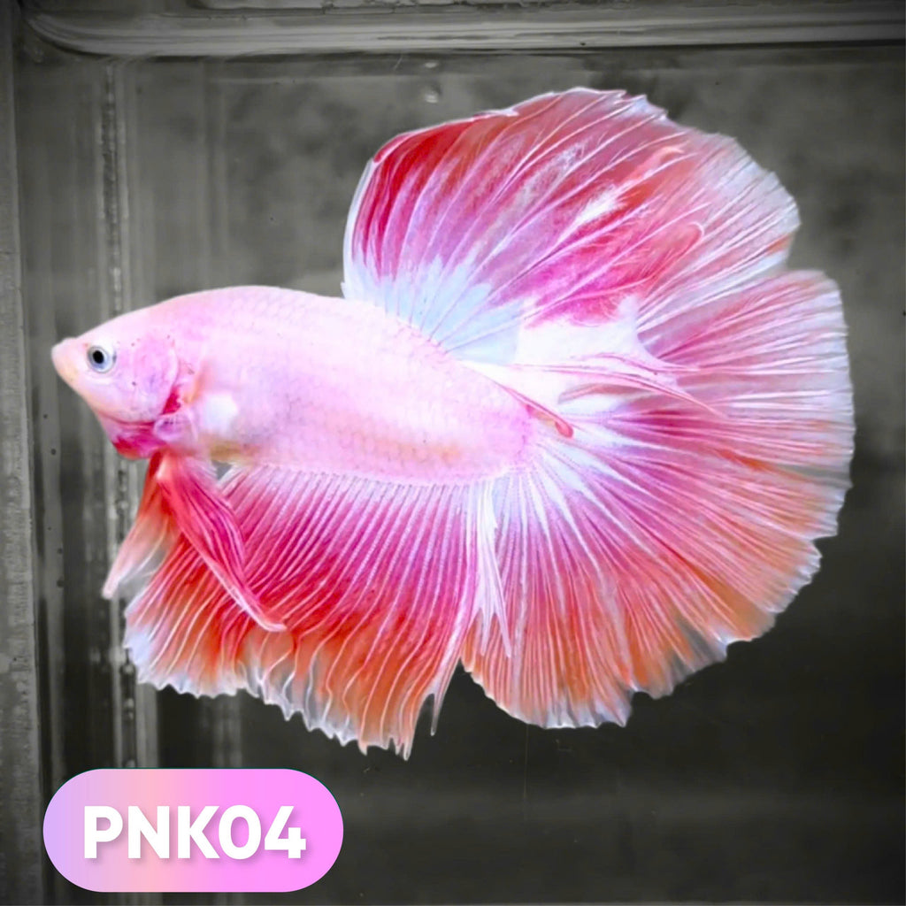 Pink Halfmoon Male Betta Fish | You Pick Fish | Order Directly From Farm