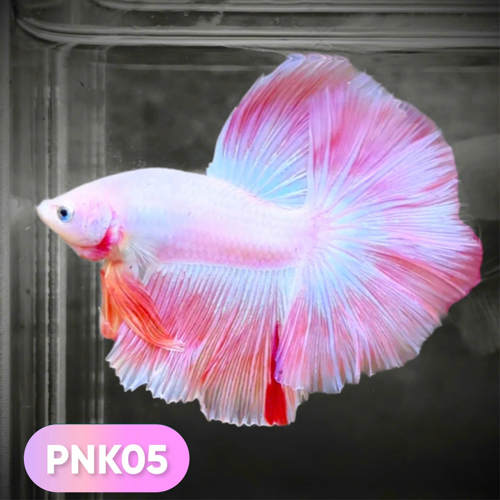Pink Halfmoon Male Betta Fish | You Pick Fish | Order Directly From Farm