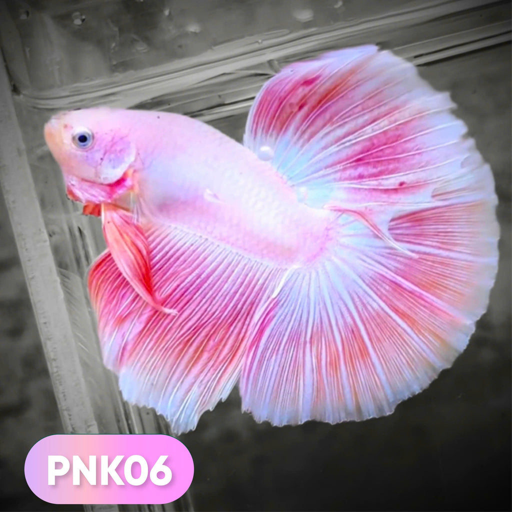 Pink Halfmoon Male Betta Fish | You Pick Fish | Order Directly From Farm