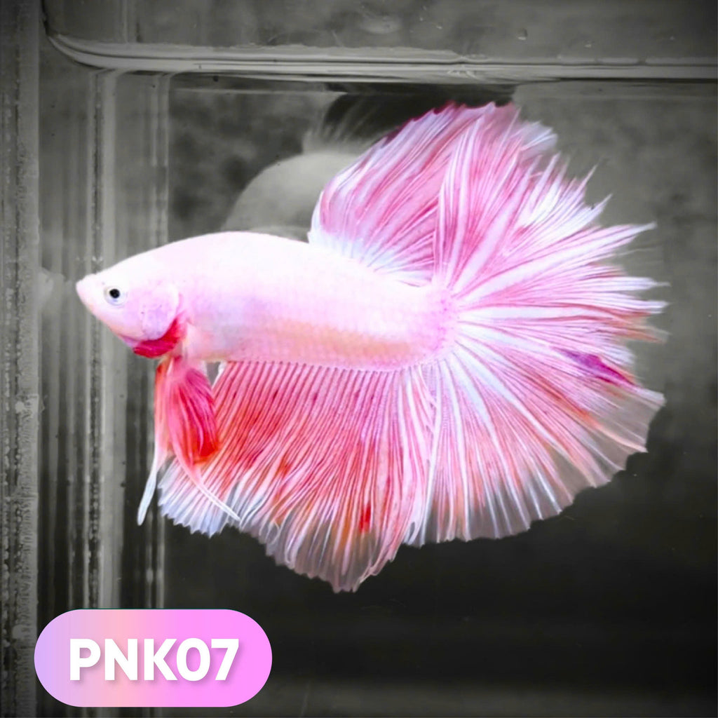 Pink Halfmoon Male Betta Fish | You Pick Fish | Order Directly From Farm