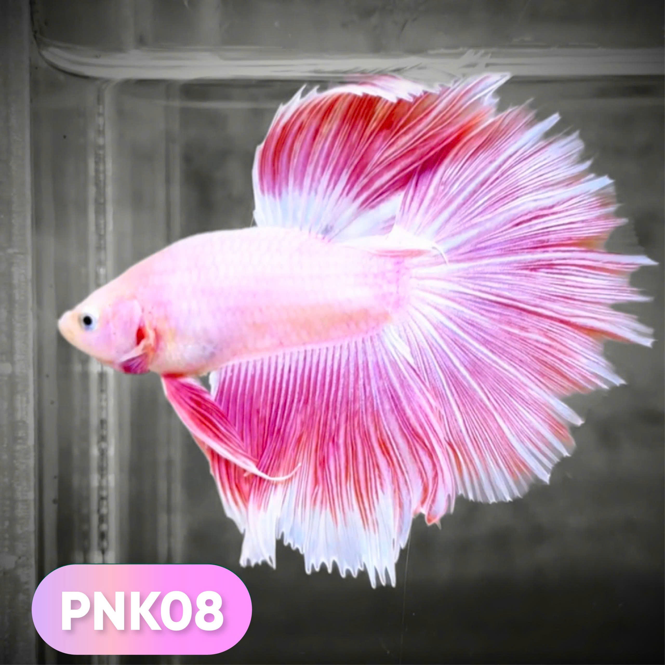 Pink Halfmoon Male Betta Fish | You Pick Fish | Order Directly From Farm