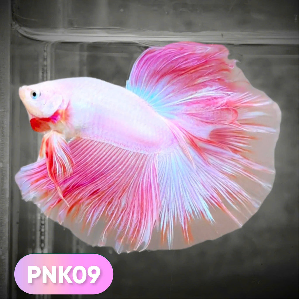 Pink Halfmoon Male Betta Fish | You Pick Fish | Order Directly From Farm