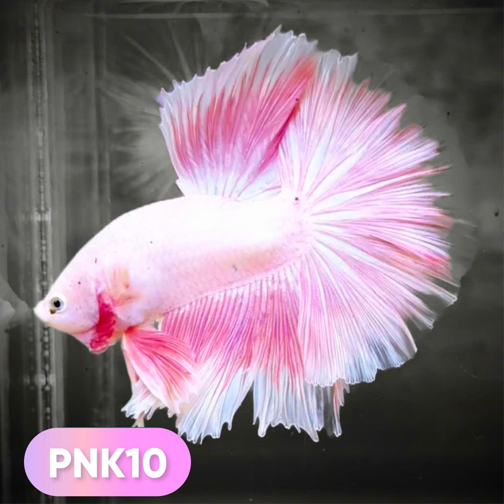 Pink Halfmoon Male Betta Fish | You Pick Fish | Order Directly From Farm