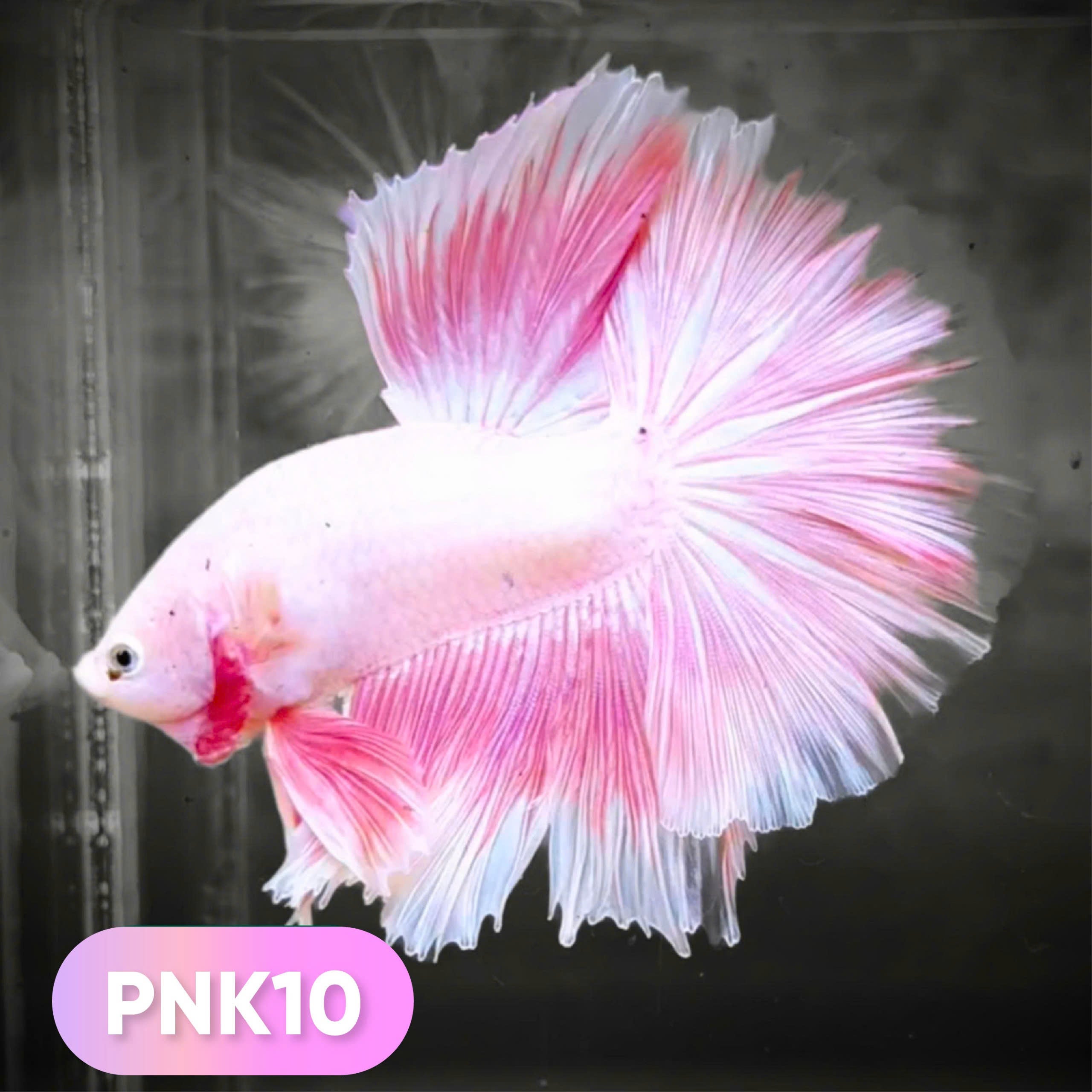Pink Halfmoon Male Betta Fish | You Pick Fish | Order Directly From Farm