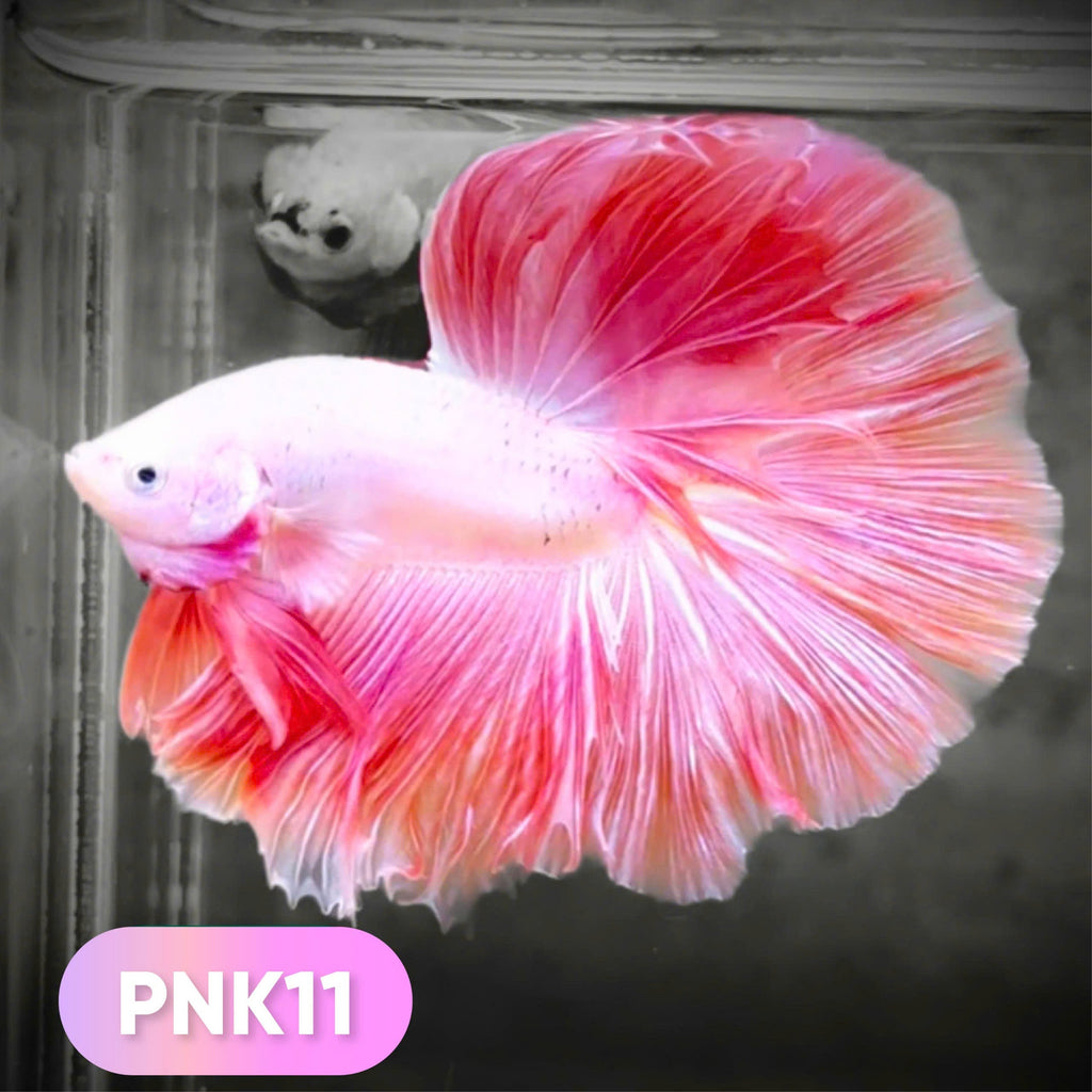 Pink Halfmoon Male Betta Fish | You Pick Fish | Order Directly From Farm