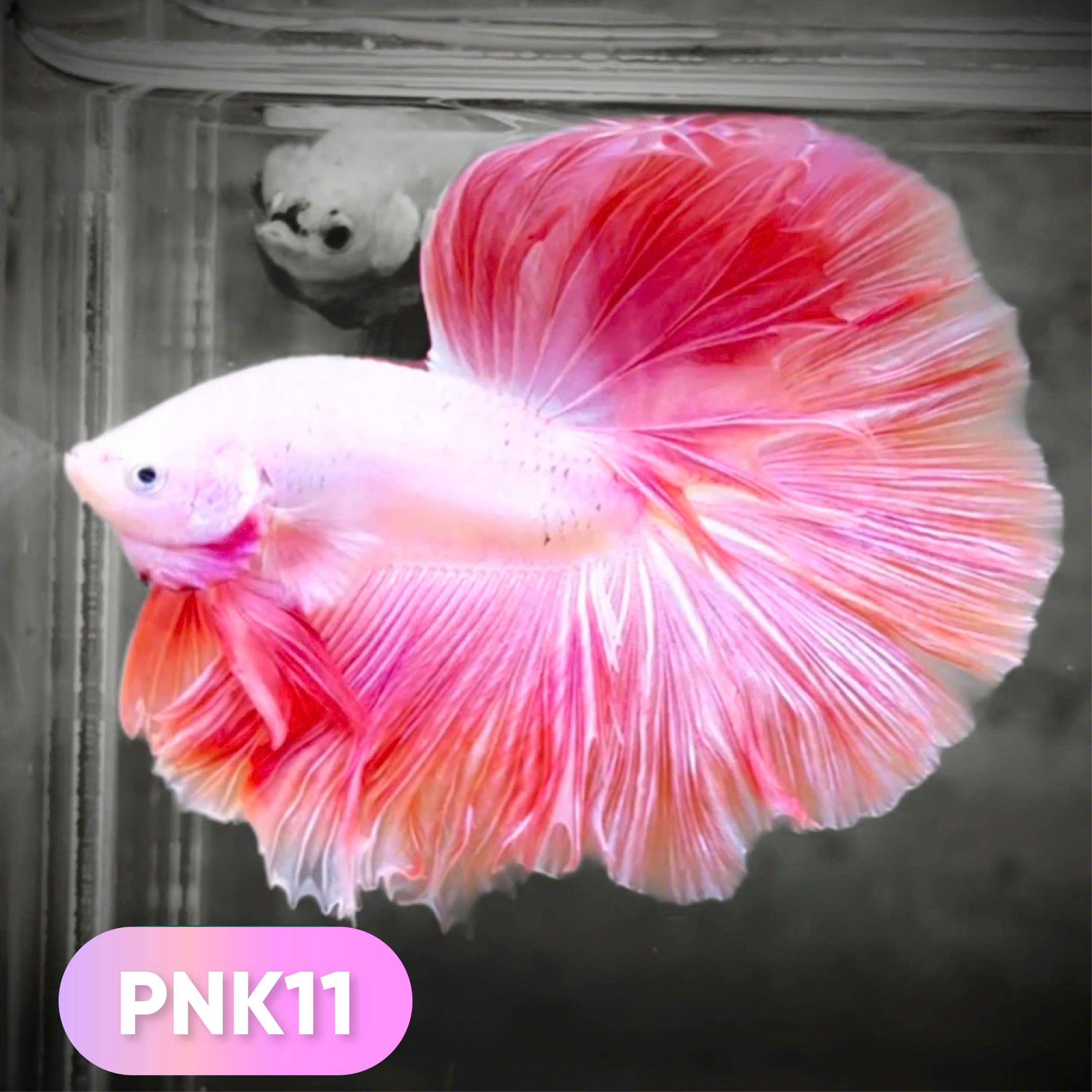 Pink Halfmoon Male Betta Fish | You Pick Fish | Order Directly From Farm