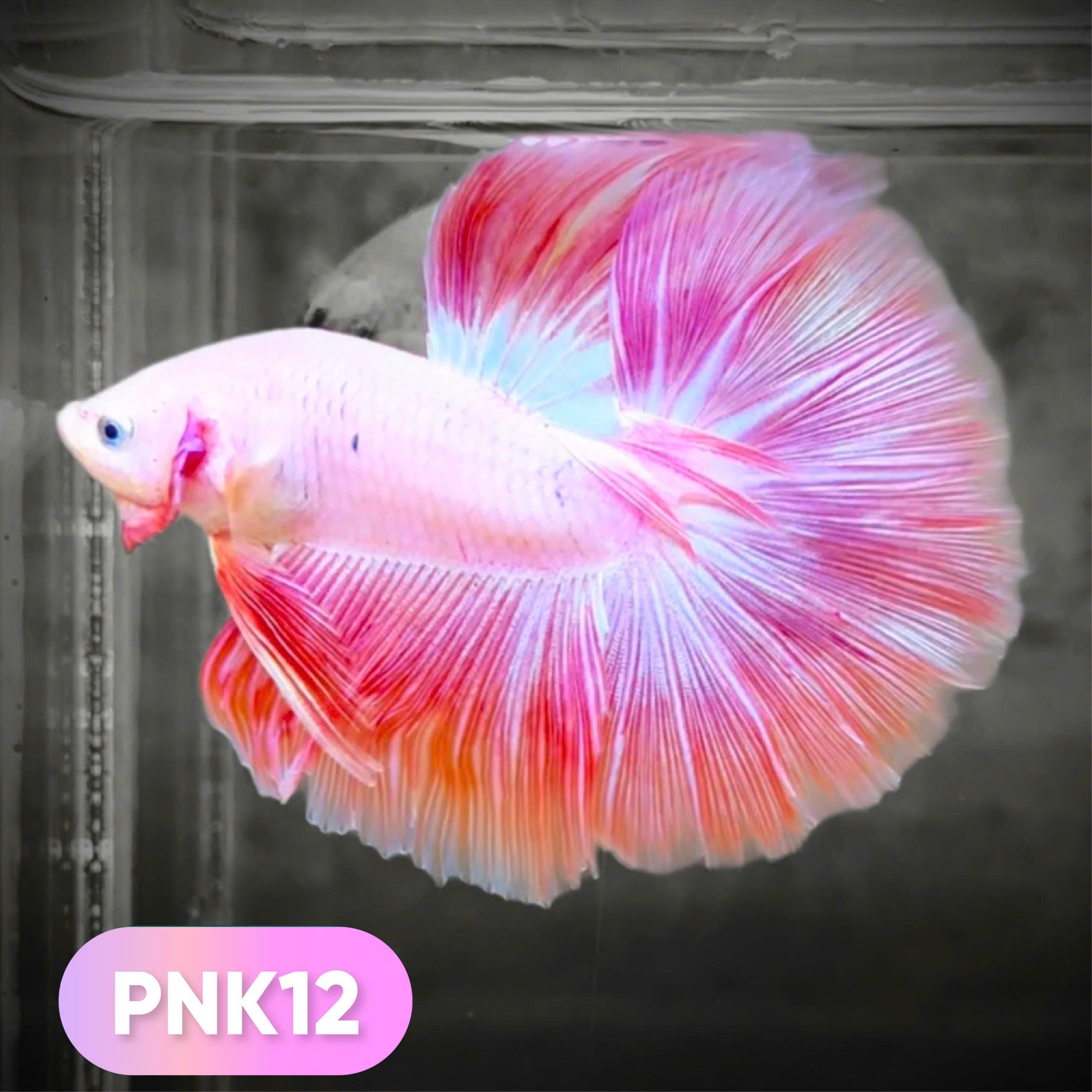 Pink Halfmoon Male Betta Fish | You Pick Fish | Order Directly From Farm