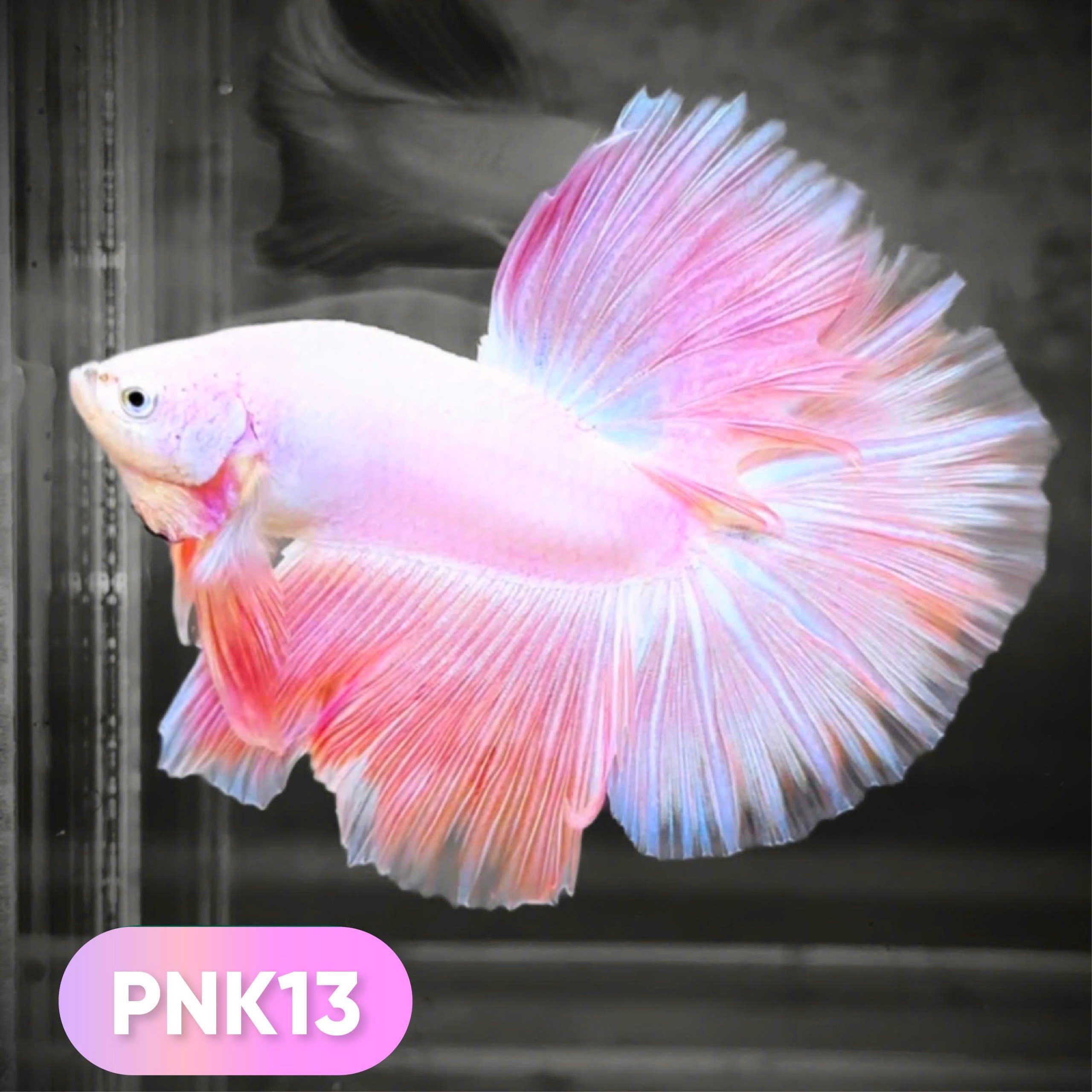 Pink Halfmoon Male Betta Fish | You Pick Fish | Order Directly From Farm