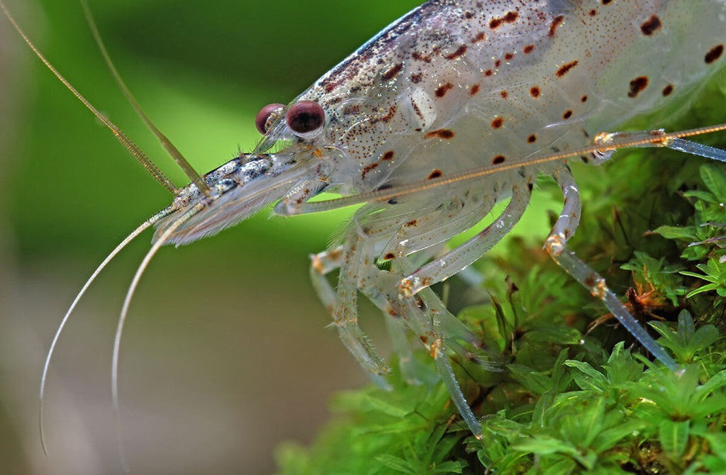 Amano Shrimp