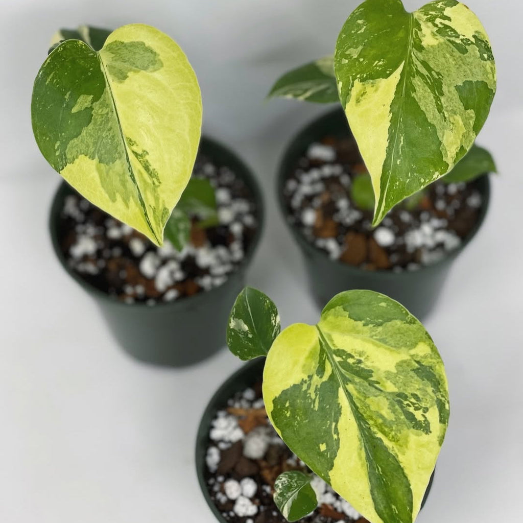 Well-Rooted Variegated Monstera Yellow Marilyn Plant | Grower Pick