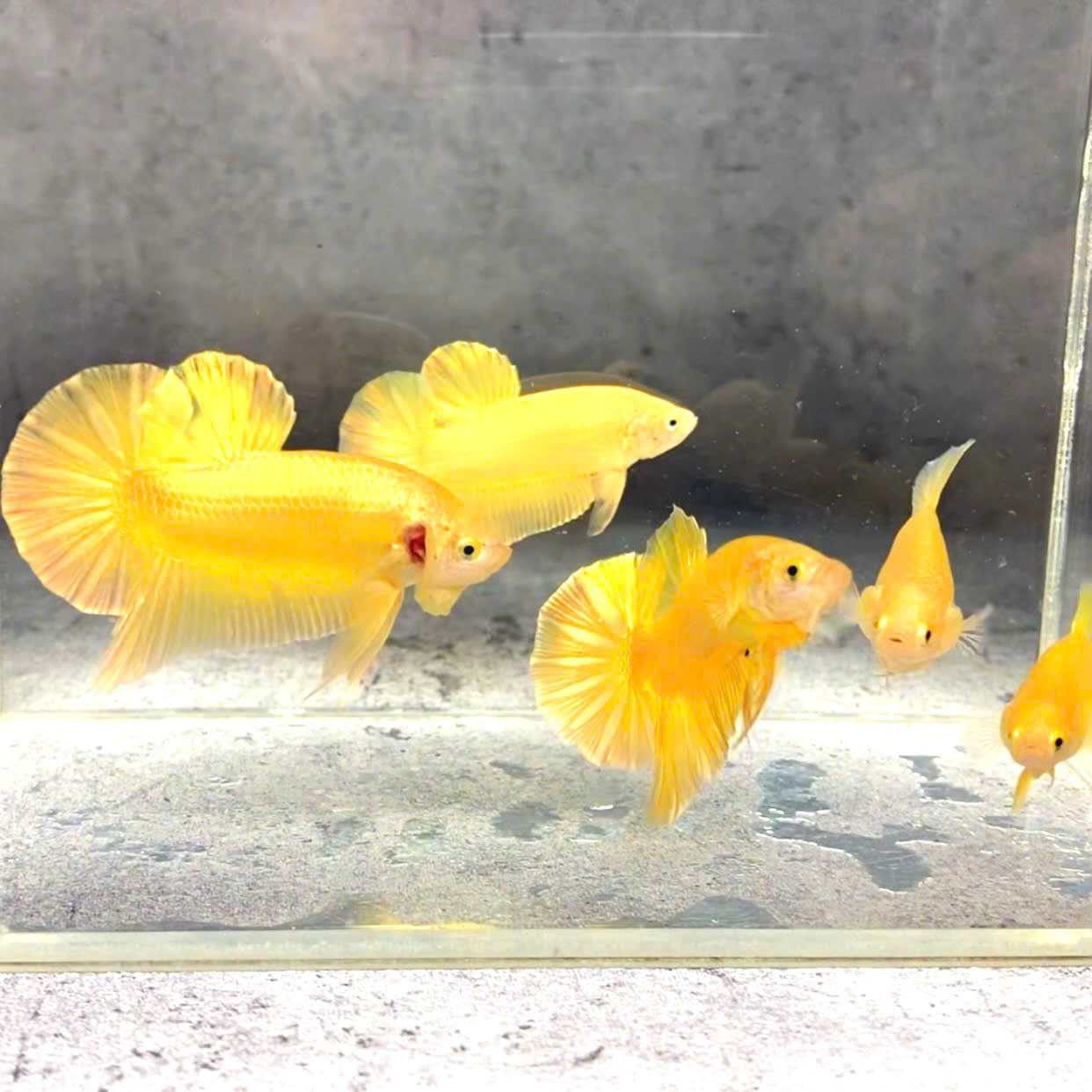 Super Gold Female Betta Fish | Premium Gold