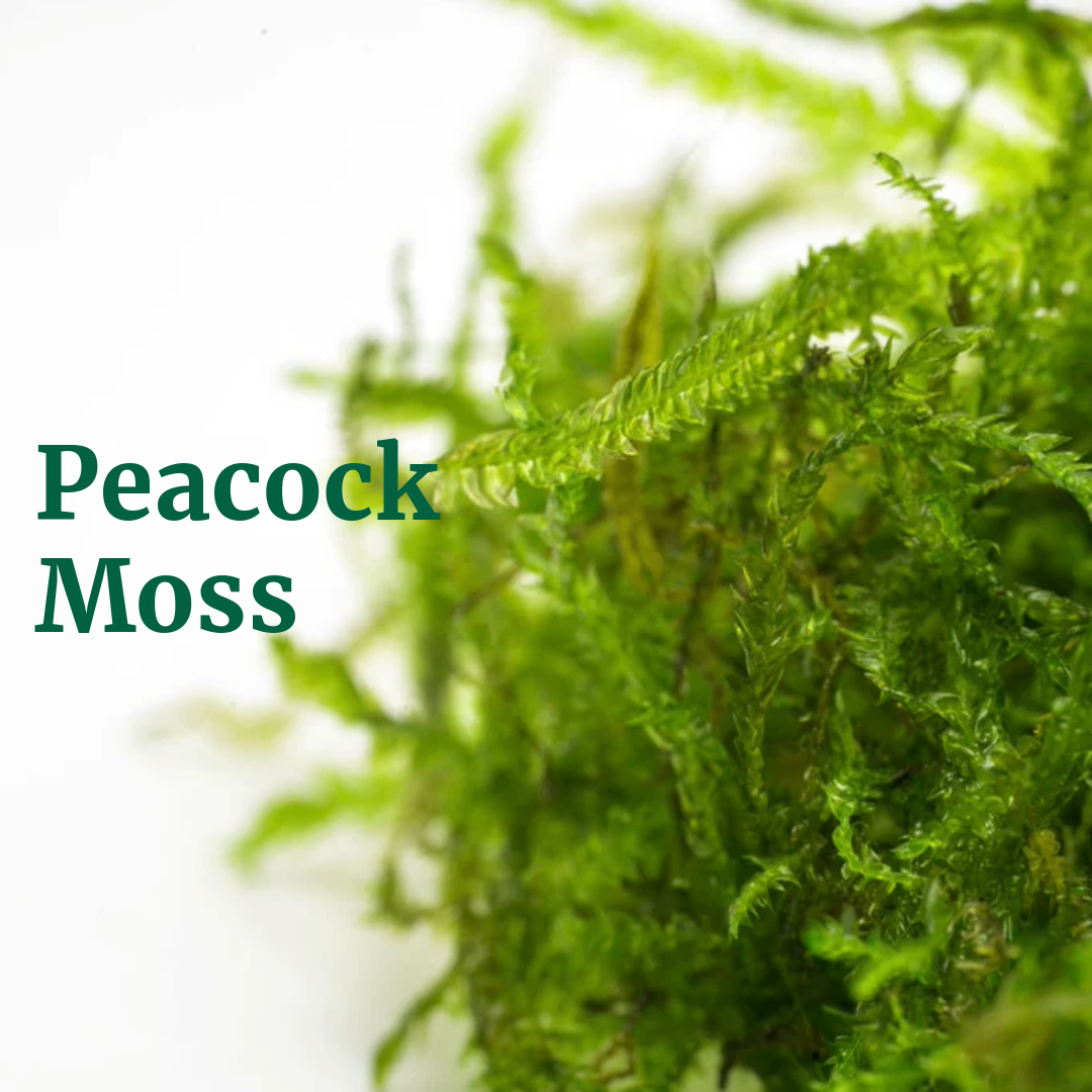 Peacock Moss